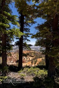 Ponderosa Pines and Bryce Canyon