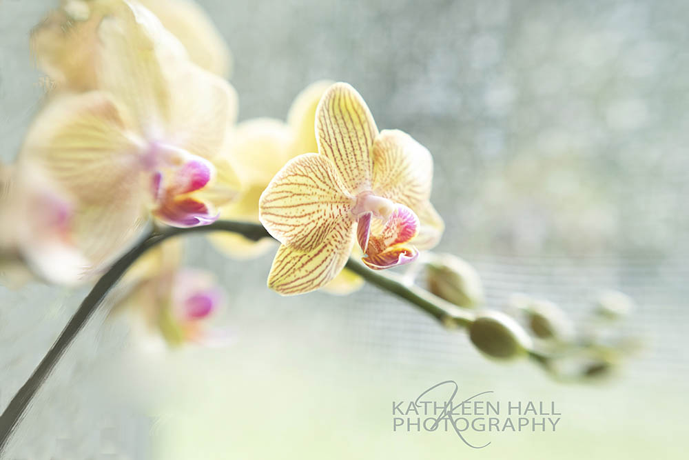 Window Lit Orchids